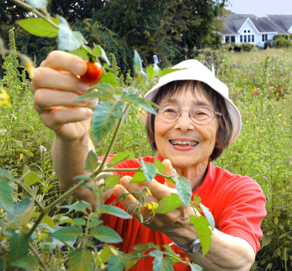 resident picking tomatoes