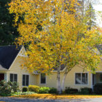 northampton townhome with birch tree in the fall