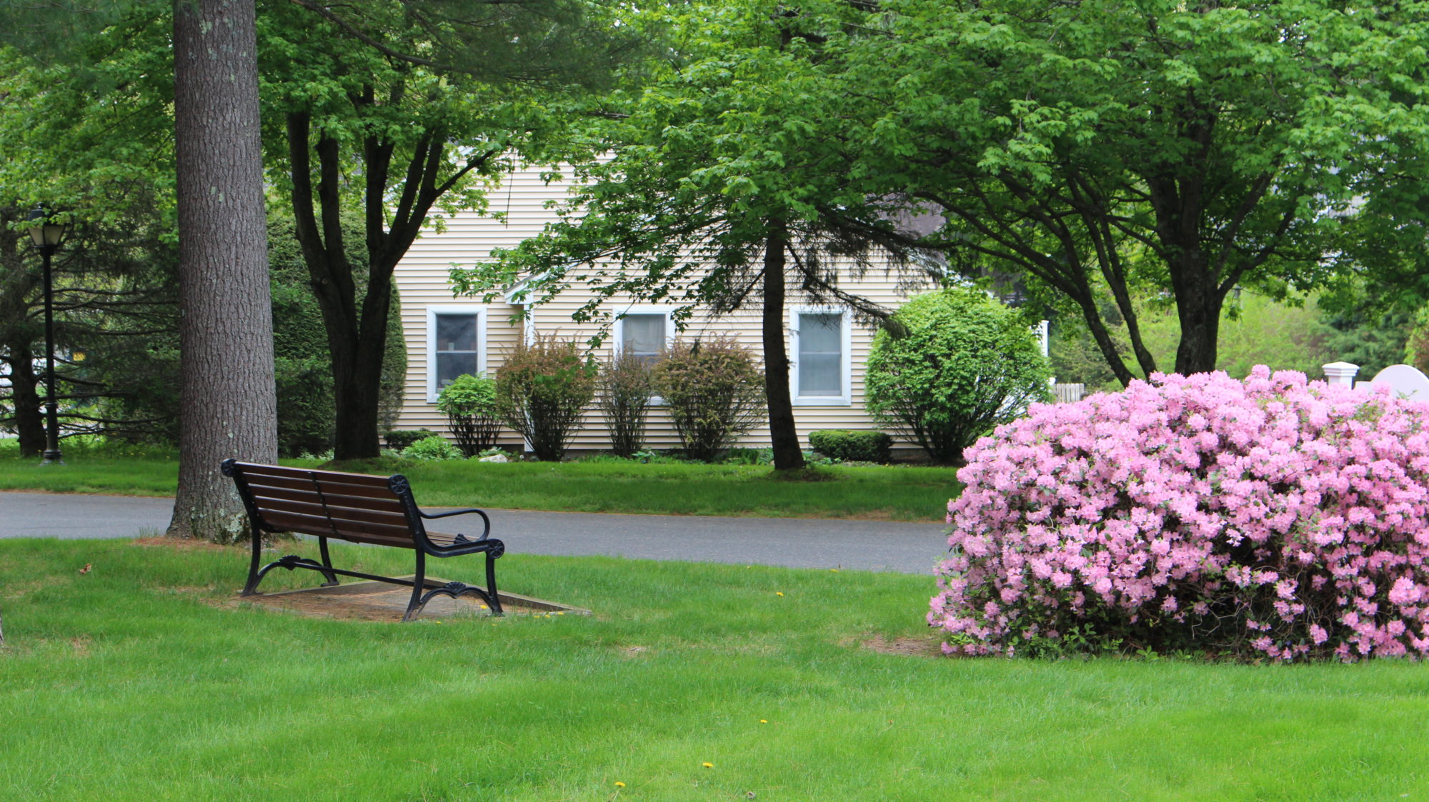 bench with pink bush