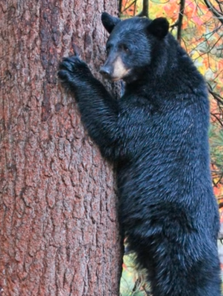 Black bear photographer by independent living resident Bill Holloway